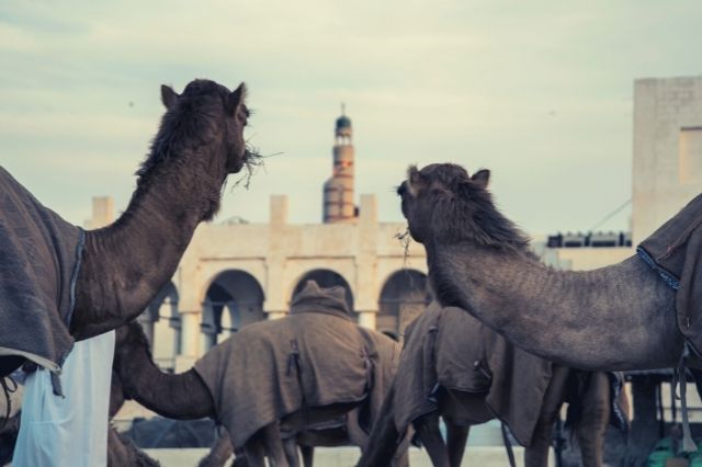 camellos en el souq waqif doha