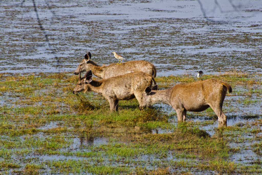 ciervos en el parque nacional de kanha