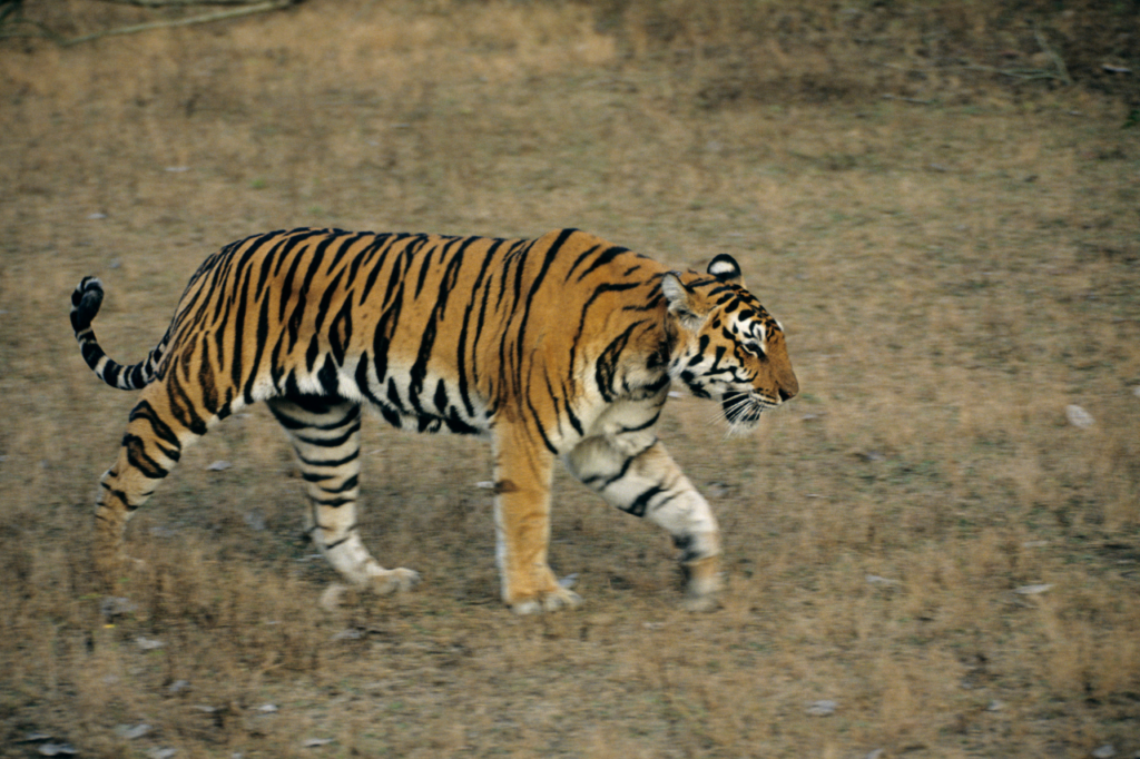 tigre caminando en el parque nacional de kanha