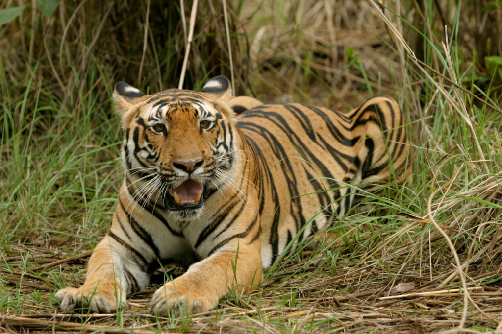 tigre tumbado en el parque nacional de kanha
