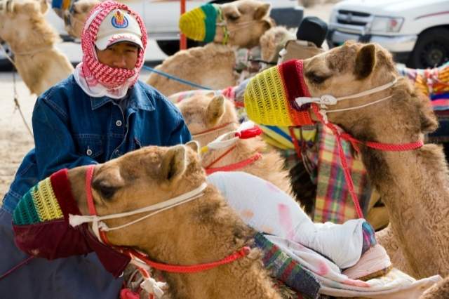 carrera de camellos en Qatar