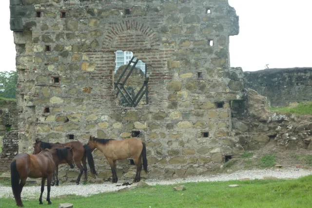 caballos pastando en Panamá viejo